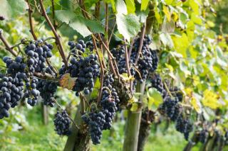 Was unterscheidet die Champagne-Anbaugebiete voneinander?