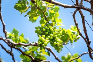 Chardonnay im Champagner: Frische und Alterungspotenzial