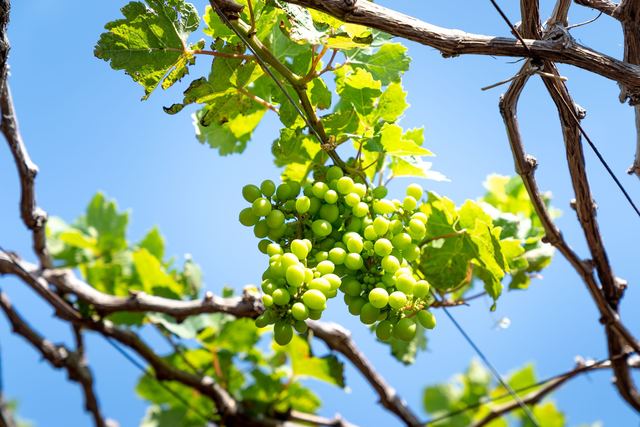 Chardonnay in der Champagne: wie er Rosé-Cuvées Frische und Spannung gibt Chardonnay in der Champagne: wie er Rosé-Cuvées Frische und Spannung gibt