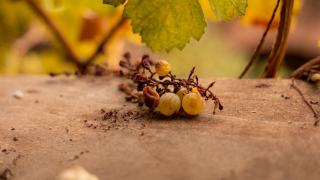 Pinot Noir in der Champagne: Farbe und Struktur für Rosé