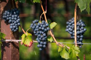 Rosé aus der Maische: Saignée Methode Champagner erklärt