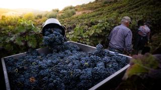 Stiller Rotwein aus der Champagne: was steckt im Rosé?