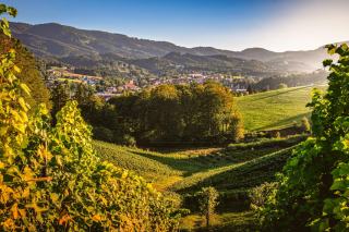 Winzerchampagner Rosé oder großes Haus? Ein Vergleich